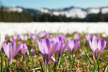 Field of wild purple crocuses. Snow covered mountains in background.