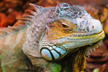 Portrait of a large orange iguana .(Iguana iguana)