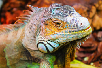Portrait of a large orange iguana .(Iguana iguana)