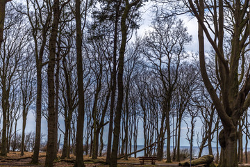 Obraz premium wald nienhagen