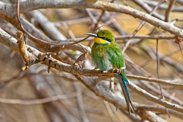 Swallow Tailed Bee Eater with Bright Colours