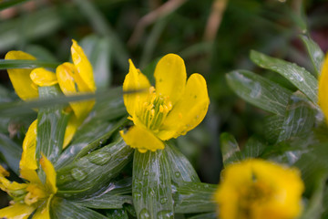 Yellow flower in gras