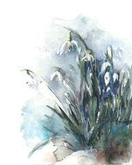 Snowdrops flowers early spring plants symbol of spring watercolor painting illustration isolated on white background - 138728387