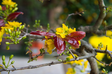 Close up yellow flowers and branch.