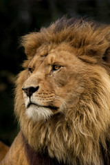 Portret afrikaanse leeuw. © photoPepp