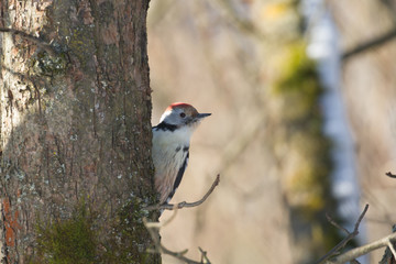 Middle spotted woodpecker (Dendrocoptes medius)