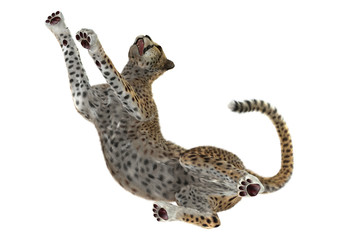 3D Rendering Big Cat Cheetah on White