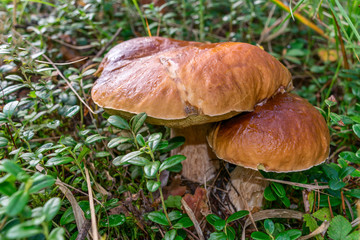Two large edible of ceps in the forest on a green background.