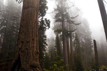 Foggy Sequoia National Park