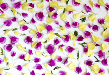 Flower background with carnation petals
