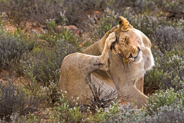 Naklejka premium Lioness Scratching Head
