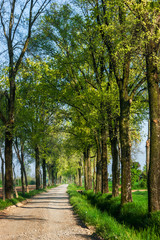 Tree-lined avenue in the spring