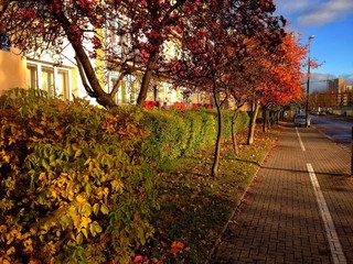 Olsztyńska ulica jesienią