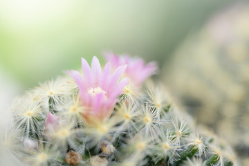 Beautiful pink cactus flower blooming in garden