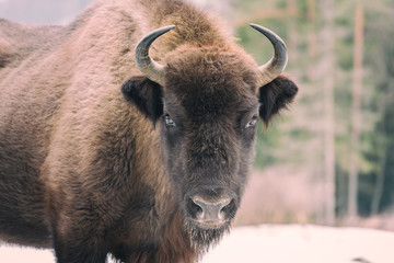 Portrait of aurochs (european bison) in wildlife