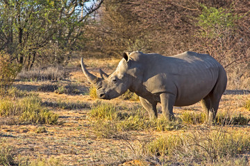 Obraz premium White Rhinoceros in Botswana
