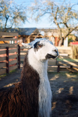 Portrait of Llama in the park or zoo. Funny domestic lama glama