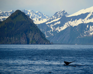 Fototapeta premium Kenai Fjords Alaska