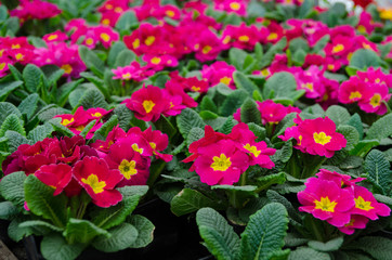 Pink primula in the garden