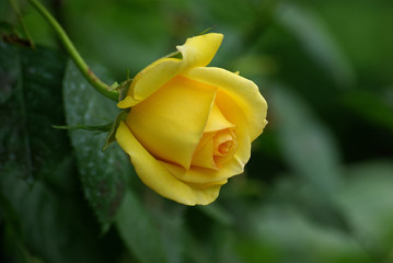 Rose jaune au printemps au jardin