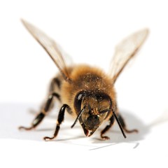 detail of bee or honeybee , Apis Mellifera