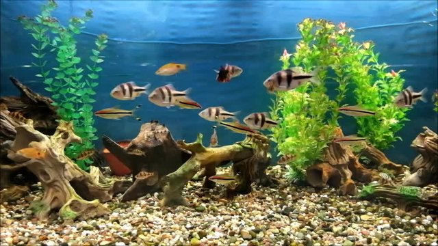 Barbus. Four species of fish