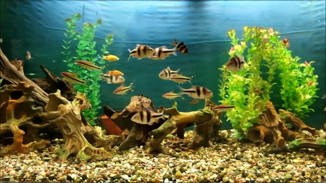 Barbus. Four species of fish