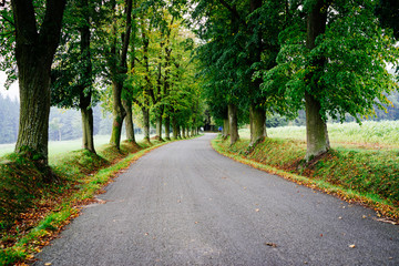 Fototapeta na wymiar Tree lined road