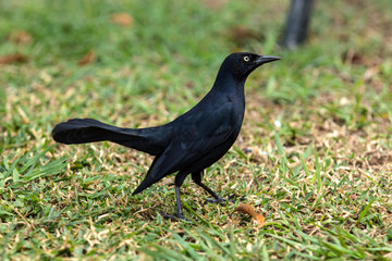 Antillengrackel
