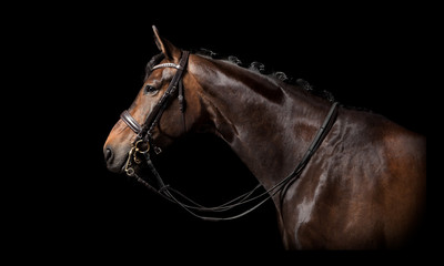 braunes Pferd schwarzer Hintergrund © pfluegler photo