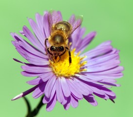 bee or honeybee Apis Mellifera on violet flower