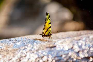 Butterfly drinking waterfall on rock and bokeh water reflect .