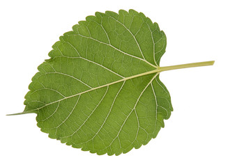 Fototapeta premium Leaf green leaf macro decoration.