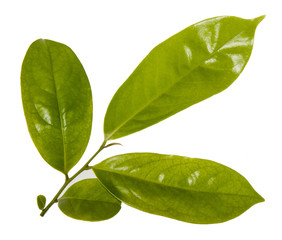 Leaf green leaf macro decoration.