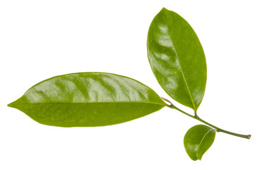 Leaf green leaf macro decoration.