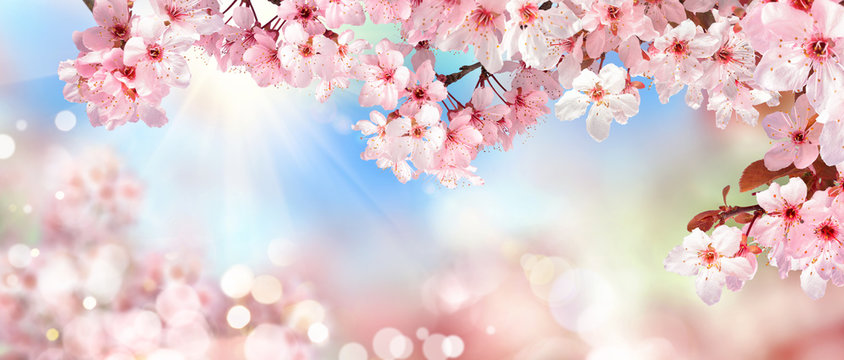 Natur Szenerie im Frühling: Kirschblüte, Bokeh Hintergrund und Sonne