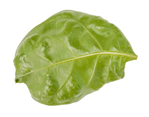 Obraz premium Leaf green leaf macro decoration.