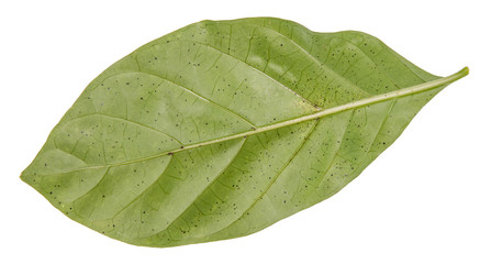 Obraz premium Leaf green leaf macro decoration.