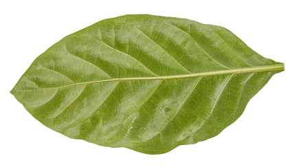 Leaf green leaf macro decoration.
