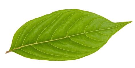 Leaf green leaf macro decoration.