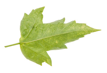 Leaf green leaf macro decoration.