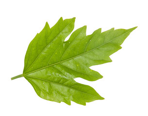 Leaf green leaf macro decoration.