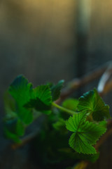 Branches with green leaves of plants on wooden boards