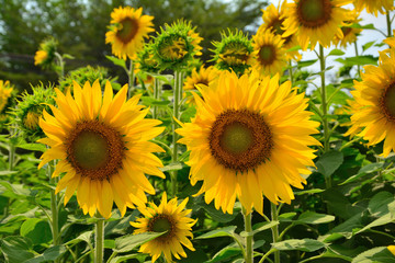 Fototapeta premium Bright yellow sunflower field.