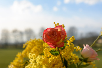 Rose und Mimose bei Sonnenlicht