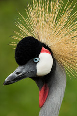 Fototapeta premium Beautiful crowned crane 
