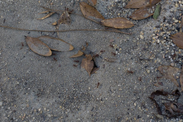 Ants Keeping The Nest Workable