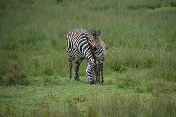 Fototapeta na wymiar Zebra Familie in Afrika