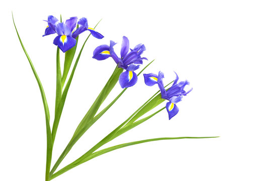 Spring purple iris
