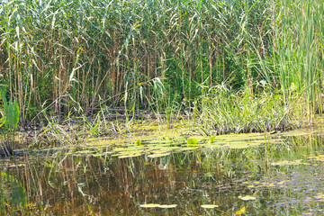 Aquatic plants in a swamp